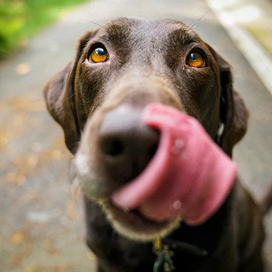 How to Care for Your Dog’s Paws Year-Round