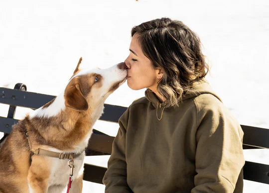 How to pick the right care product for your dog?