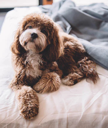 5 Signs Your Dog’s Eyes Need Attention